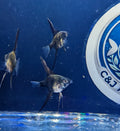 Black Angel Fish