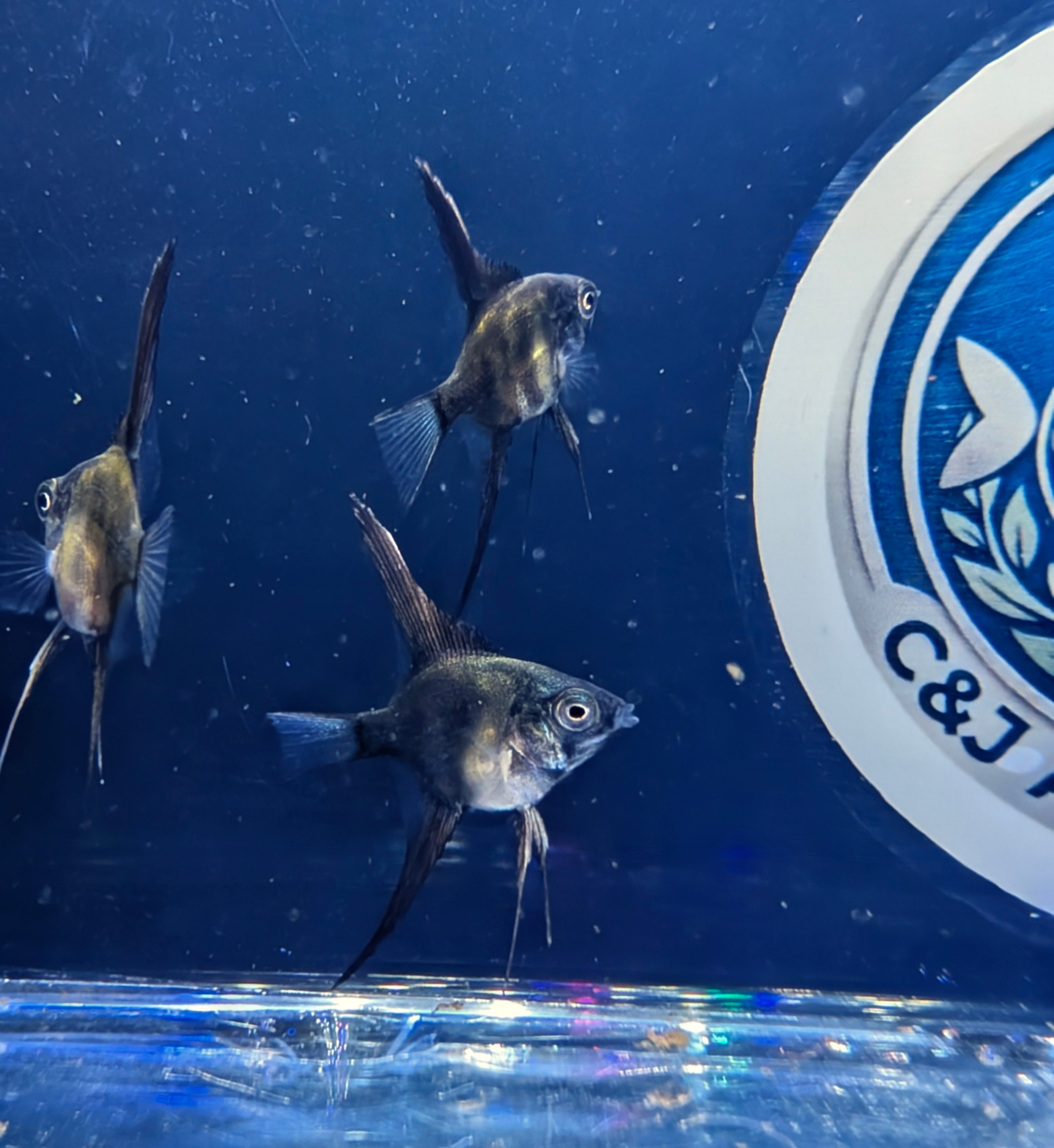 Black Angel Fish