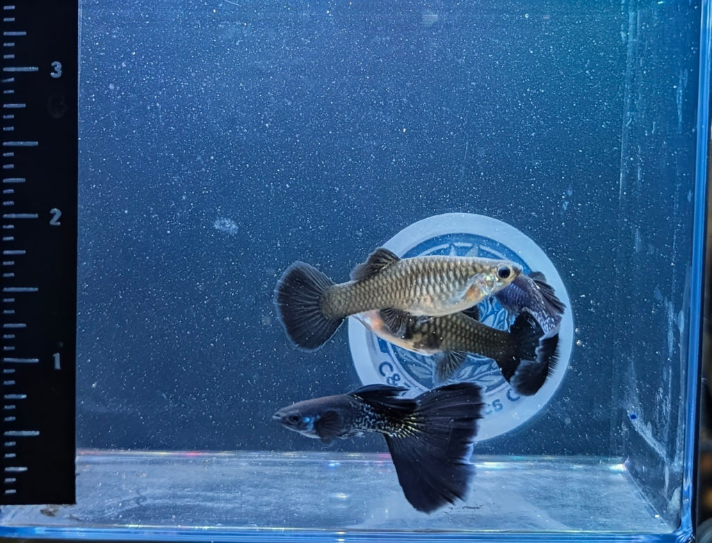 Guppies -Black Metallic Trio