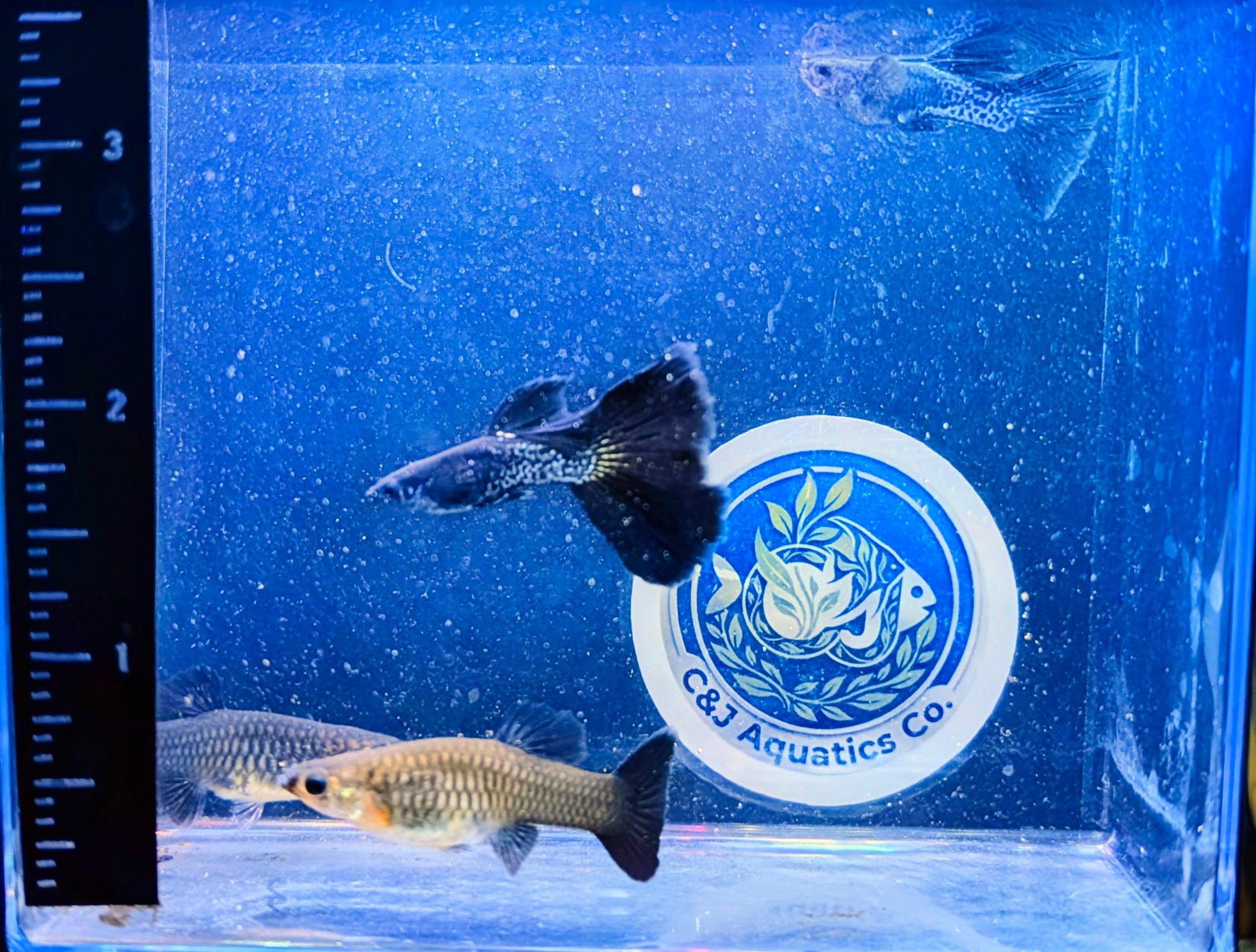 Guppies -Black Metallic Trio