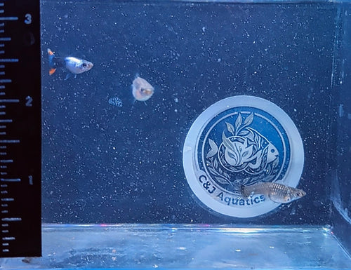 Guppies - Black Metallic X Endler Trio