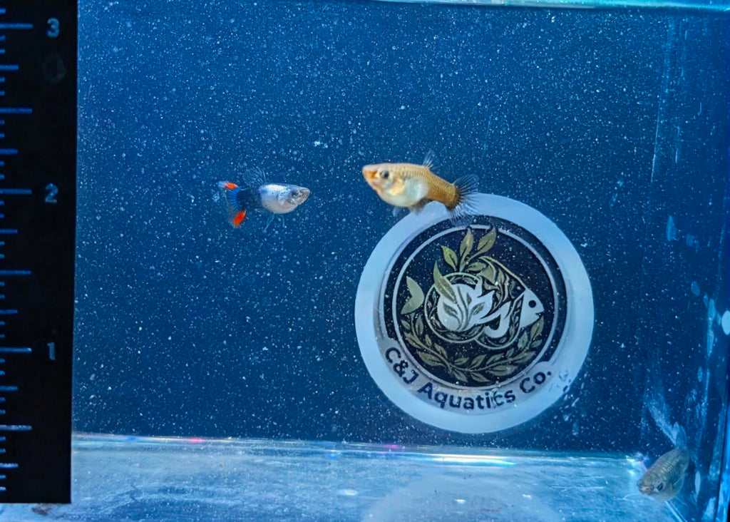 Guppies - Black Metallic X Endler Trio