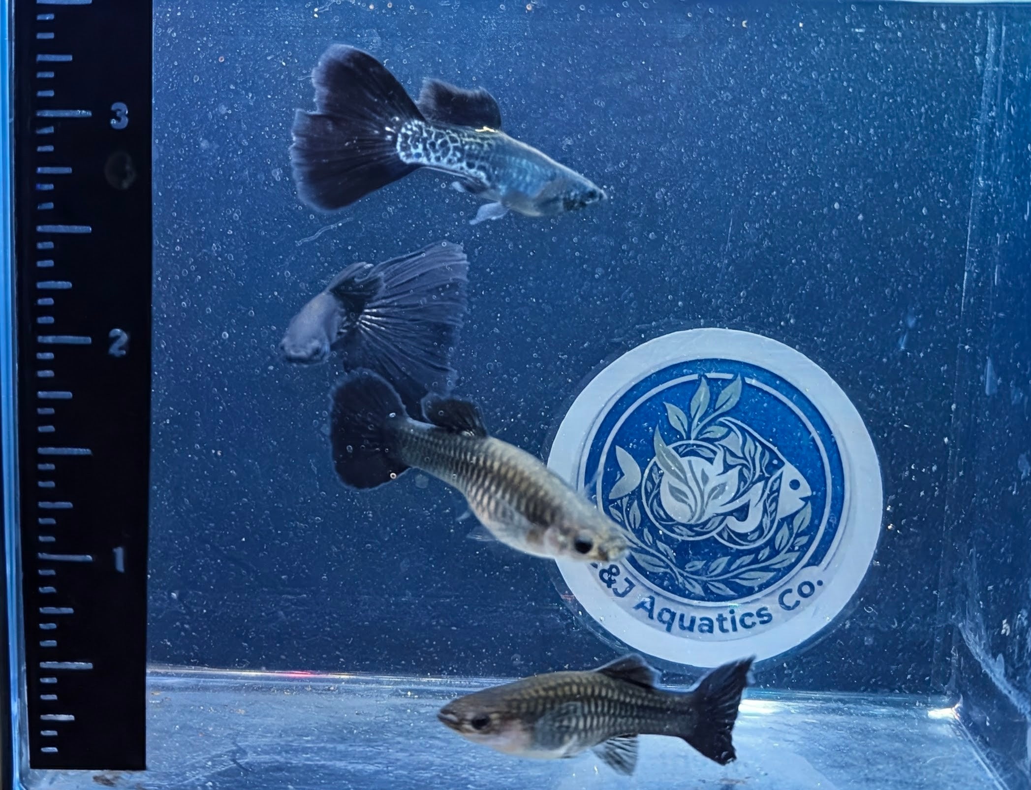 Guppies -Black Metallic Trio